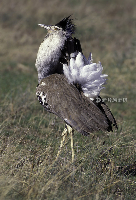科瑞鸨(Ardeotis kori)是非洲本土最大的飞行鸟类。它是鸨科的一员，鸨科都属于眼形目。肯尼亚马赛马拉国家保护区。男性显示。